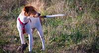 Decoding Dogs' Tail Wags: A Visual Guide - The Farmer's Dog