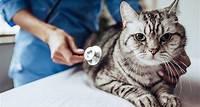 Veterinary Care | Santa Barbara Humane