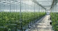In der Oststeiermark Immobilien-Riese „Supernova“ will 20-Hektar-Glashaus für Gemüse hochziehen