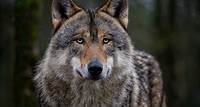 Wolf Eurasischer Gewöhnlicher - Kostenloses Foto auf Pixabay