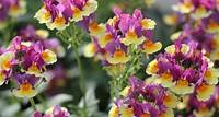 The Great Plant Sale Online-Annuals