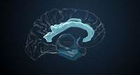 Der Gyrus cinguli Bei Aufmerksamkeit, Schmerz und Affekt wird der Gyrus cinguli an der Innenseite des Cortex aktiv.