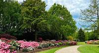 Hauptblütezeit im Rhododendronpark
