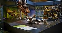 Dinosaurs | Natural History Museum