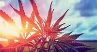Why Is Marijuana Also Called Pot? - Dictionary.com