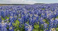 The Wildflowers of Texas: Our Top 20 Field Guide