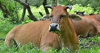 城大研究揭示黃牛的複雜社交行為