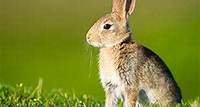 10 hopping fun rabbit facts!