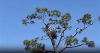 North Fort Myers SWFL Eagle Cam fans want safer conditions for the beloved birds