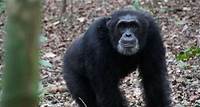Chimpanzees Use Human-Like Warfare Tactics To Expand Their Territory