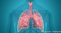 Lunge: Funktion, Anatomie, Erkrankungen