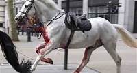 Cavalli dell'esercito in fuga nel centro di Londra, incidenti e feriti caos in città Gli animali fanno parte del Royal Household Cavalry, il reggimento che sfila alle parate della 24 apr - 12:51