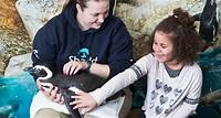 Penguin Encounter | Shedd Aquarium | Shedd Aquarium