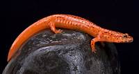 Learn about the habitat and life cycle of the red salamander from the lungless salamander family, the Plethodontidae