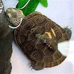 Aquatic Turtles for Sale