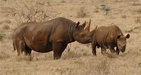 African Black Rhino Numbers Going Up