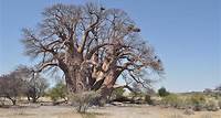 Giant Baobabs are Dying – News For Kids