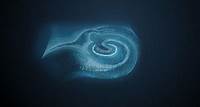 Der Hippocampus Das Seepferdchen, der Hippocampus, ist für die Bildung neuer Gedächtnisinhalte entscheidend.