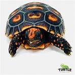 tortoise for sale