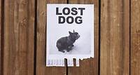 A lost dog