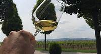 Weintrauben-Tagesausflug in die Pfalz, um hervorragende Rotweine und Riesling zu probieren