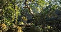 亞熱帶雨林 - 大板根森林溫泉酒店
