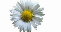 Kostenloses Bild auf Pixabay - Blume, Blüte, Weiß, Weiße Blüte