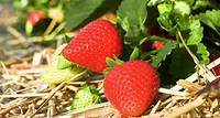 Erdbeeren: Köstlich süße Früchte