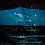 Dive with Gentle Giants Encounter & Experience | Georgia Aquarium