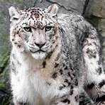 Snow Leopard | Lincoln Park Zoo