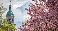 Hanami in Berchtesgaden #kirschblütebgd