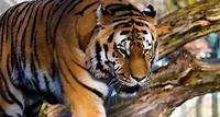 Tiger, Predator, Dangerous. Free Stock Video