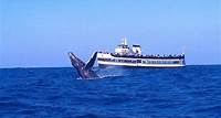 El crucero de avistamiento de ballenas es guiado por expertos de Birch Aquarium.