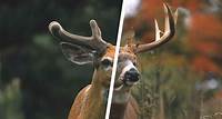 Whitetail Deer Antler Growth Process - Legendary Whitetails