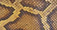 Green Anaconda - Our Animals - Henry Vilas Zoo - DEV