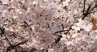Hannover feiert am 21. April 2024 das Kirschblütenfest