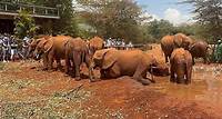 Nairobi-Nationalpark, Elefantenbaby-Waisenhaus und Giraffenzentrum