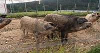 Historische Verbrechen Wilde Gerüchte um den Murtaler „Mord“ im Schweinestall