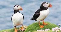 Puffin facts!