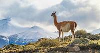 What Animals Live In The Andes Mountains?