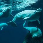 Beluga Whale Webcam | Georgia Aquarium | Atlanta, Georgia | Visit Today