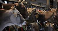 Milchbauern entlasten: Anbindehaltung soll länger erlaubt sein