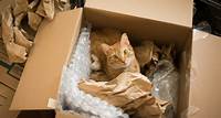 Amazon-Retoure: Ein Paar verschickt versehentlich Katze im Paket