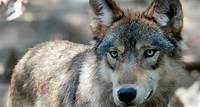Wolves responsible for 4 more cattle deaths in Colorado