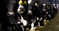 US Agriculture department confirms cow-to-cow transmission a factor in bird flu spread