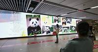 熊貓福寶回國無礙南韓民眾思念 旅韓生活將拍成電影上畫