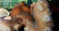 Octopus inspires new suction mechanism for robots