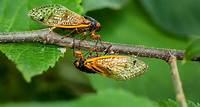 Cicadas are coming! Will Mass. residents be able to see the historic event?