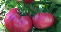Growing Things: Planting tomatoes sideways a different, but potentially successful, approach