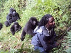 Gorillas Uganda Price images